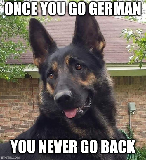 ONCE YOU GO GERMAN; YOU NEVER GO BACK | image tagged in german shepherd | made w/ Imgflip meme maker