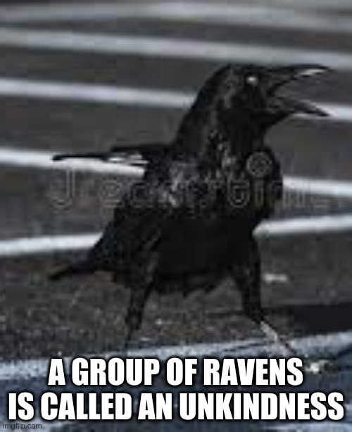  A GROUP OF RAVENS IS CALLED AN UNKINDNESS | image tagged in raven | made w/ Imgflip meme maker