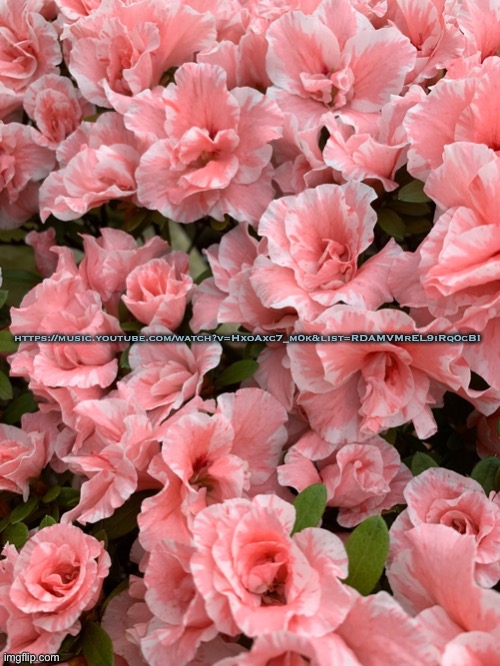 Does anyone have a favorite flower¿ | https://music.youtube.com/watch?v=HxoAxc7_m0k&list=RDAMVMrEL9iRq0cBI | made w/ Imgflip meme maker