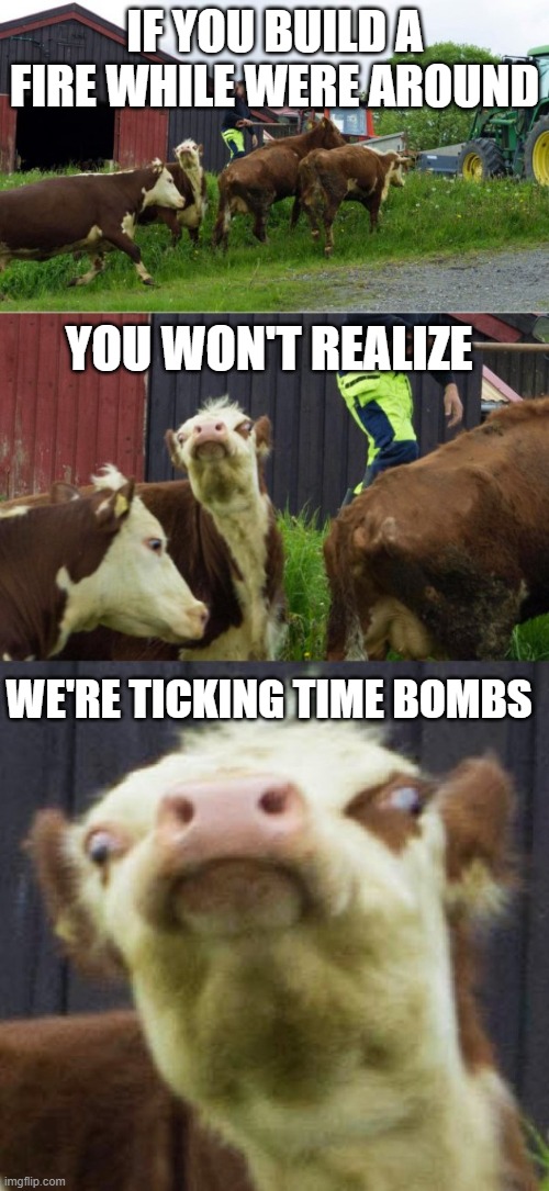 oh mah gahd | IF YOU BUILD A FIRE WHILE WERE AROUND; YOU WON'T REALIZE; WE'RE TICKING TIME BOMBS | image tagged in bad pun cow | made w/ Imgflip meme maker