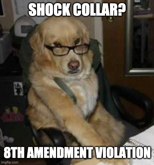 smart dog | SHOCK COLLAR? 8TH AMENDMENT VIOLATION | image tagged in smart dog | made w/ Imgflip meme maker
