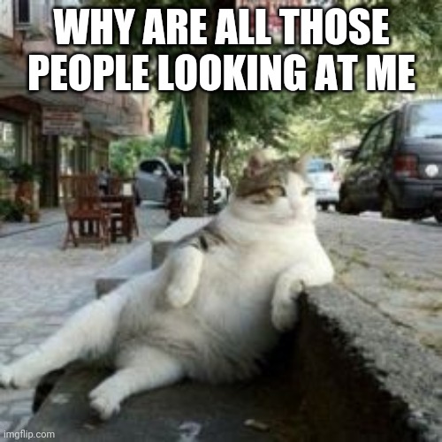 Cat thats fat | WHY ARE ALL THOSE PEOPLE LOOKING AT ME | image tagged in fat cat | made w/ Imgflip meme maker