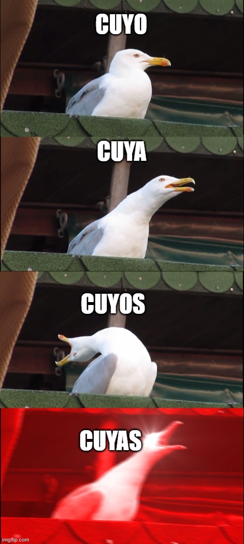 When spanish teahcer tells you to make a meme for homework. | CUYO; CUYA; CUYOS; CUYAS | image tagged in memes,inhaling seagull,spanish | made w/ Imgflip meme maker