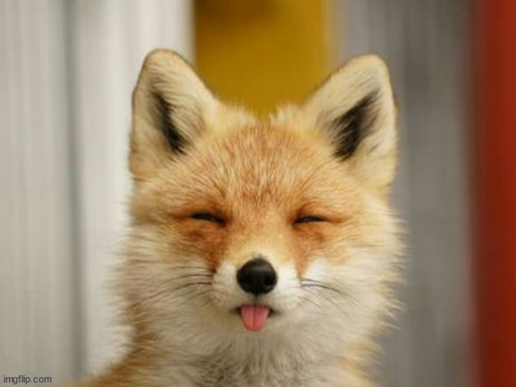 Fox taking a selfie | image tagged in fox,selfie,bored | made w/ Imgflip meme maker