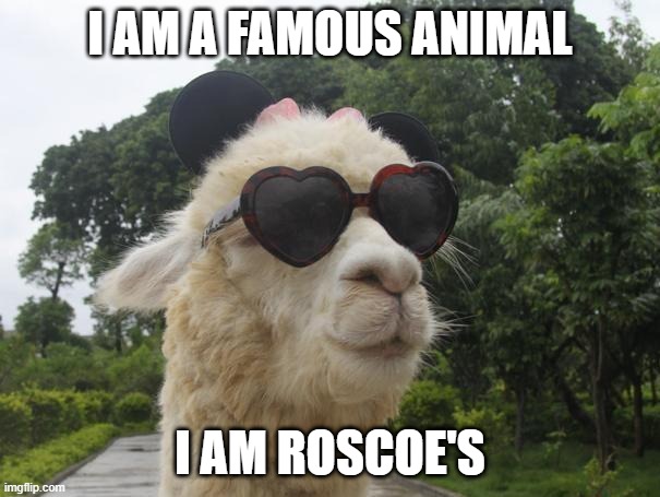 cool llama | I AM A FAMOUS ANIMAL; I AM ROSCOE'S | image tagged in cool llama | made w/ Imgflip meme maker