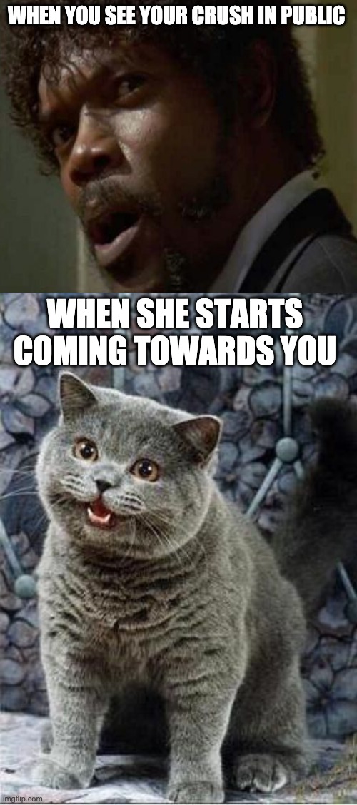 when you see your crush | WHEN YOU SEE YOUR CRUSH IN PUBLIC; WHEN SHE STARTS COMING TOWARDS YOU | image tagged in memes,mugatu so hot right now,i can has cheezburger cat | made w/ Imgflip meme maker