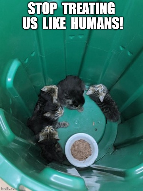 Like Humans | STOP  TREATING  US  LIKE  HUMANS! | image tagged in kittens | made w/ Imgflip meme maker