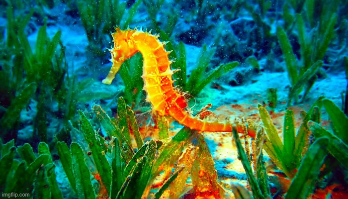 happy birthday seahorse | image tagged in happy birthday seahorse | made w/ Imgflip meme maker