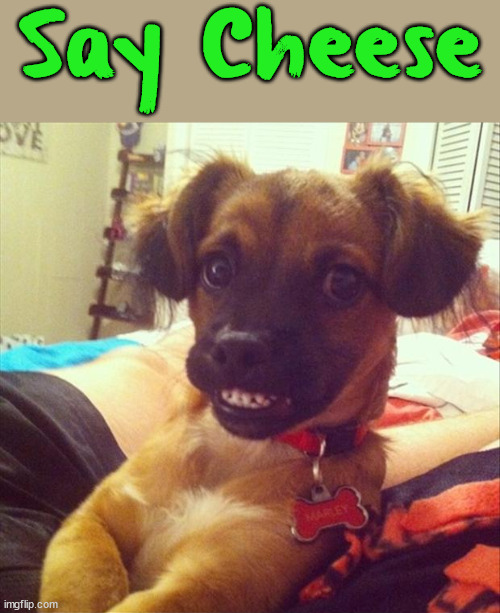 Say Cheese | image tagged in dogs | made w/ Imgflip meme maker