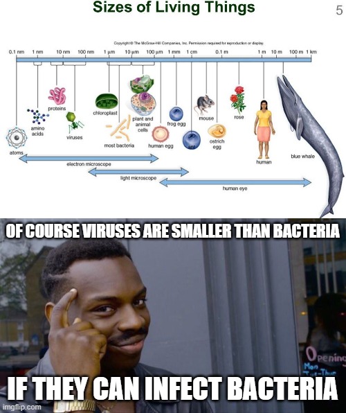 OF COURSE VIRUSES ARE SMALLER THAN BACTERIA; IF THEY CAN INFECT BACTERIA | image tagged in memes,roll safe think about it | made w/ Imgflip meme maker