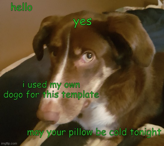 her name is Jersey | hello; yes; i used my own dogo for this template; may your pillow be cold tonight | image tagged in dogo | made w/ Imgflip meme maker