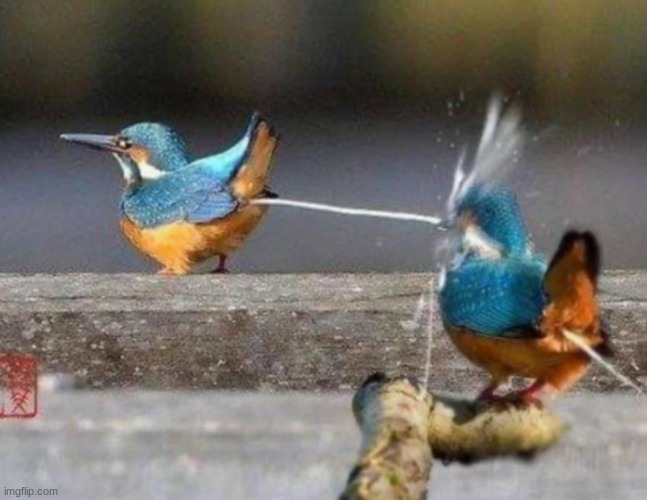 haha bird go POOP | image tagged in funny memes,funny,birds,shitpost,memes | made w/ Imgflip meme maker