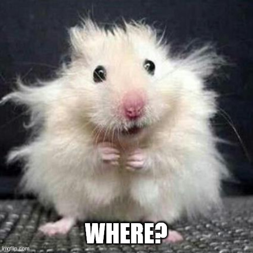 Stressed Mouse | WHERE? | image tagged in stressed mouse | made w/ Imgflip meme maker