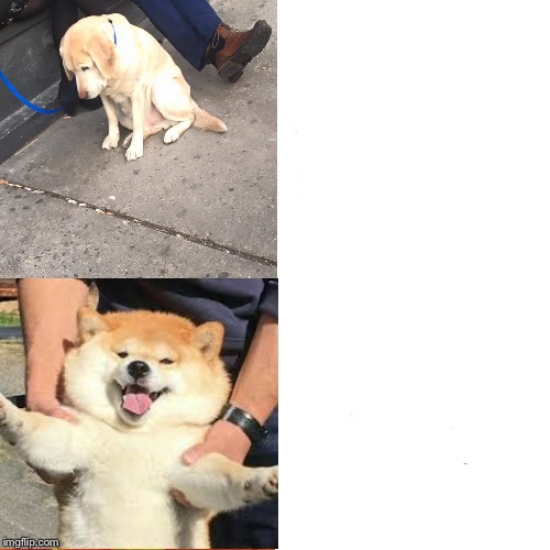 Doggo Bling Blank Meme Template