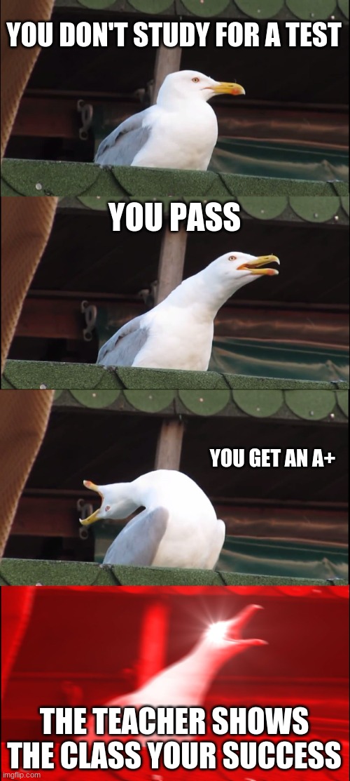 when you don't study | YOU DON'T STUDY FOR A TEST; YOU PASS; YOU GET AN A+; THE TEACHER SHOWS THE CLASS YOUR SUCCESS | image tagged in memes,inhaling seagull | made w/ Imgflip meme maker