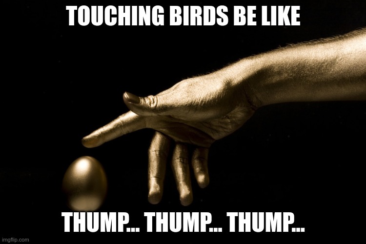 Midas be like |  TOUCHING BIRDS BE LIKE; THUMP... THUMP... THUMP... | image tagged in midas touch,the golden rule | made w/ Imgflip meme maker
