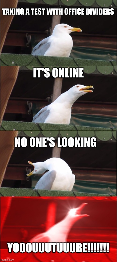 Inhaling Seagull Meme | TAKING A TEST WITH OFFICE DIVIDERS; IT'S ONLINE; NO ONE'S LOOKING; YOOOUUUTUUUBE!!!!!!! | image tagged in memes,inhaling seagull | made w/ Imgflip meme maker
