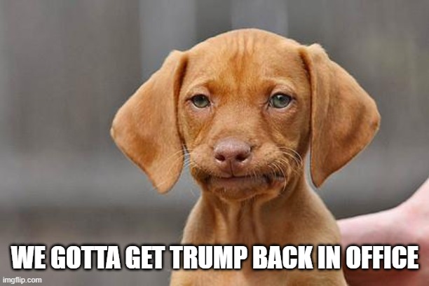 Dissapointed puppy | WE GOTTA GET TRUMP BACK IN OFFICE | image tagged in dissapointed puppy | made w/ Imgflip meme maker