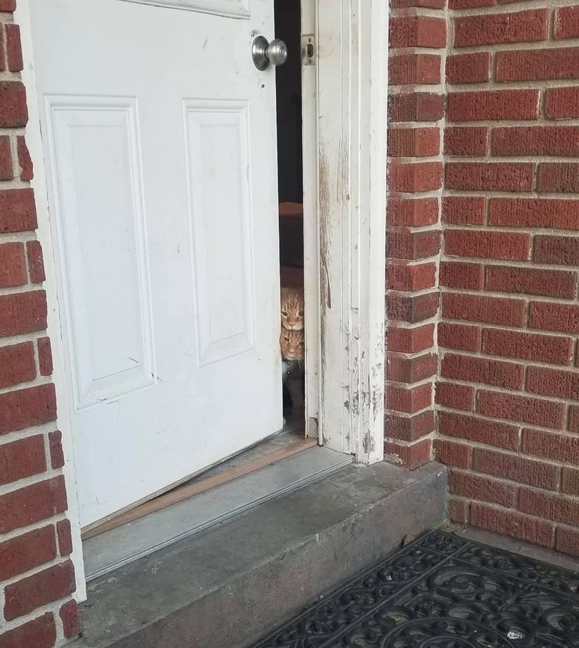 Cats answering the door Blank Meme Template