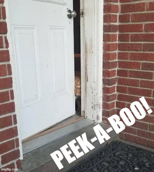 Cats answering the door :) | PEEK-A-BOO! | image tagged in cats answering the door,peekaboo,peek-a-boo,cats,door,kittens | made w/ Imgflip meme maker