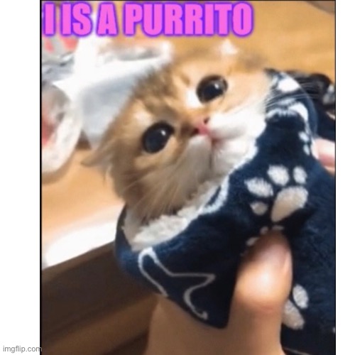 Purrito | image tagged in repost,cats,cute cat,aww | made w/ Imgflip meme maker