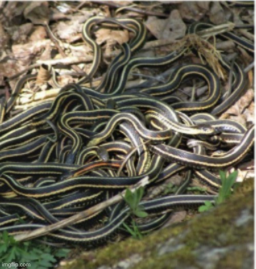 snek | image tagged in why are you reading this | made w/ Imgflip meme maker