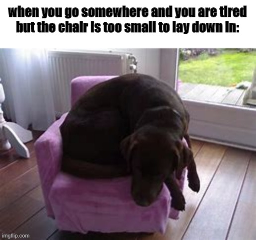 the struggle | when you go somewhere and you are tired but the chair is too small to lay down in: | image tagged in dogs,chair | made w/ Imgflip meme maker