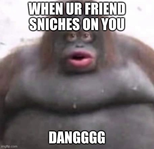 snich | WHEN UR FRIEND SNICHES ON YOU; DANGGGG | image tagged in le monke,monke,funny | made w/ Imgflip meme maker