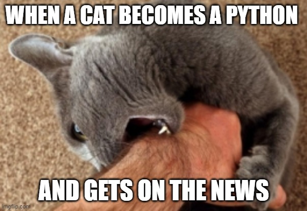 Cat Thing | WHEN A CAT BECOMES A PYTHON; AND GETS ON THE NEWS | image tagged in cats,funny | made w/ Imgflip meme maker