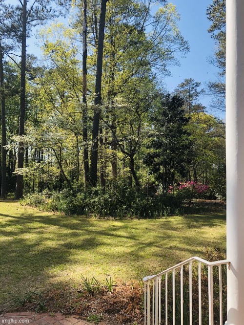 My daffodils are starting to come up | made w/ Imgflip meme maker