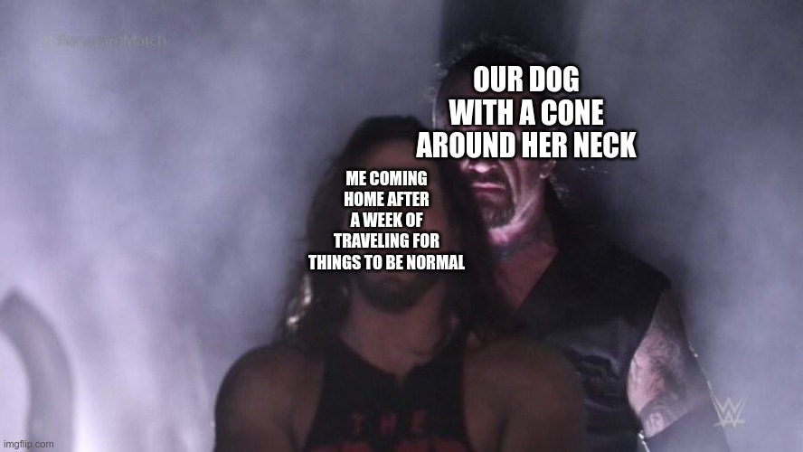 yyyyyyyyyyyyyyyyyyyyyyyyyyyyyyyyyyyyyyyyyyy | OUR DOG WITH A CONE AROUND HER NECK; ME COMING HOME AFTER A WEEK OF TRAVELING FOR THINGS TO BE NORMAL | image tagged in aj styles undertaker,memes,dogs | made w/ Imgflip meme maker