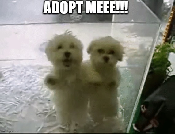 dog |  ADOPT MEEE!!! | image tagged in dogs | made w/ Imgflip meme maker