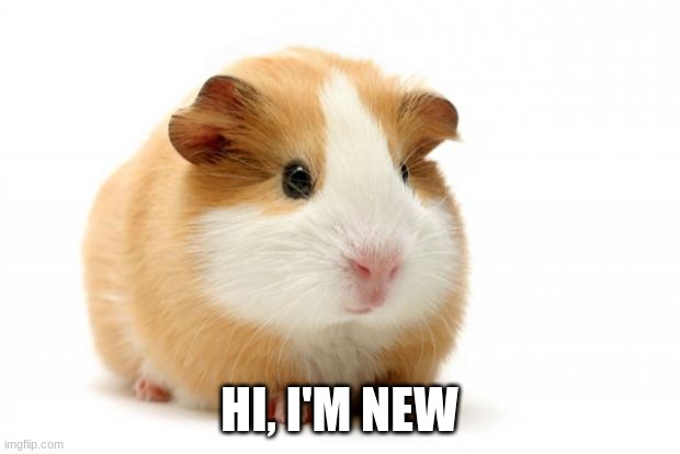 guinea pig lol |  HI, I'M NEW | image tagged in guinea pig | made w/ Imgflip meme maker
