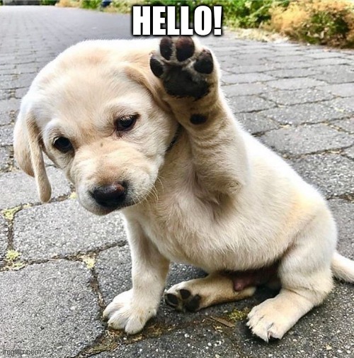 HELLO! | image tagged in dogs,cute,hello | made w/ Imgflip meme maker