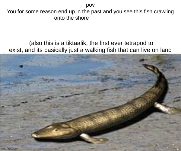 fiss | pov
You for some reason end up in the past and you see this fish crawling onto the shore; (also this is a tiktaalik, the first ever tetrapod to exist, and its basically just a walking fish that can live on land | made w/ Imgflip meme maker