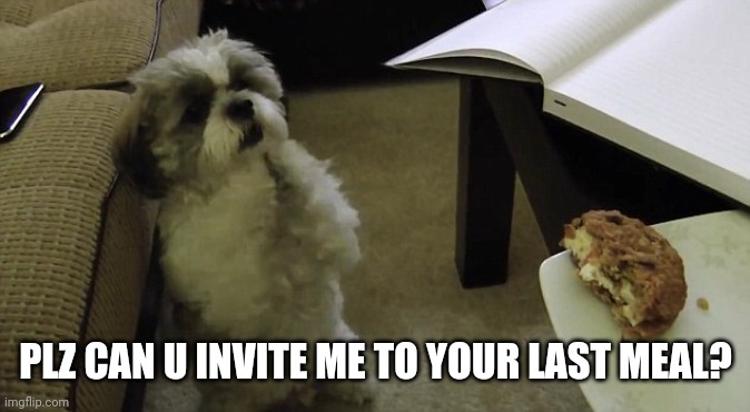 begging dog | PLZ CAN U INVITE ME TO YOUR LAST MEAL? | image tagged in begging dog | made w/ Imgflip meme maker