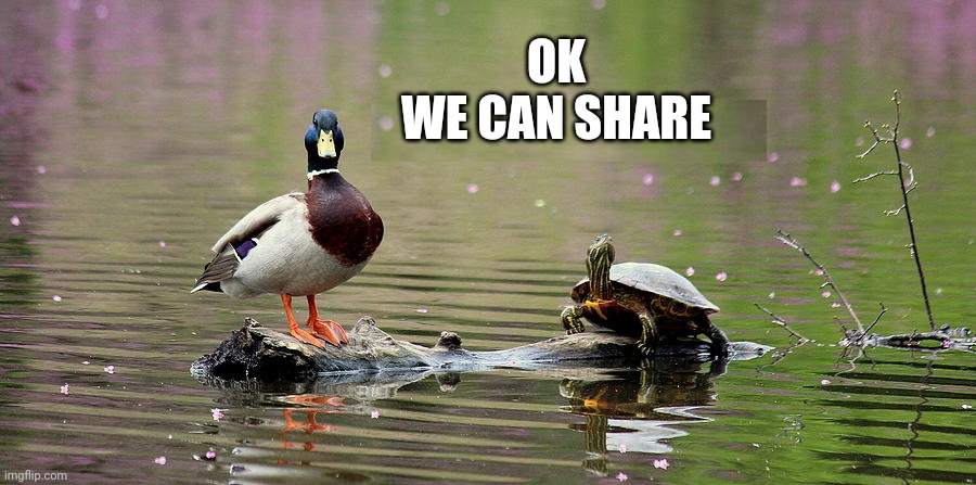 SHARE THE LOG | OK
WE CAN SHARE | image tagged in ducks,duck,turtle | made w/ Imgflip meme maker
