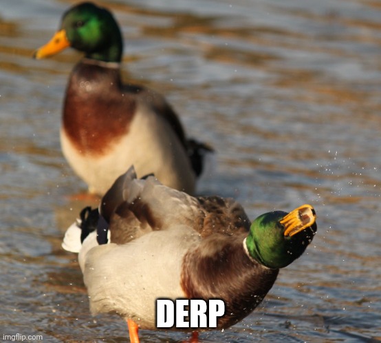 DERP DUCK | DERP | image tagged in duck,derp,ducks | made w/ Imgflip meme maker