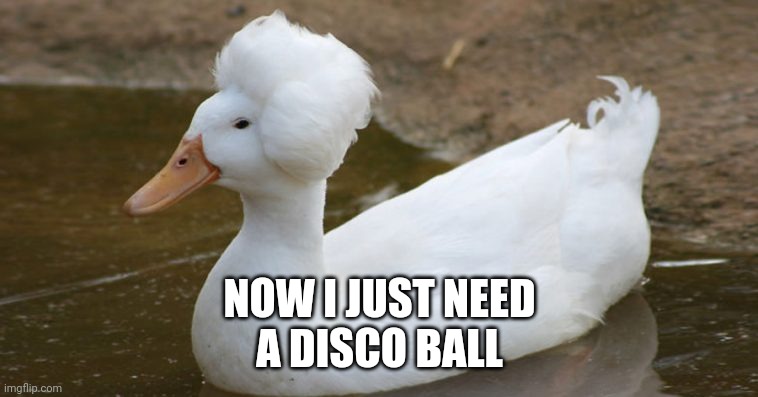 AFRO DUCK | NOW I JUST NEED
A DISCO BALL | image tagged in ducks,duck,afro | made w/ Imgflip meme maker