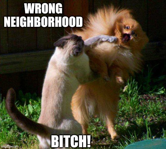 KITTIES HOOD | WRONG NEIGHBORHOOD; BITCH! | image tagged in cats,funny cats | made w/ Imgflip meme maker