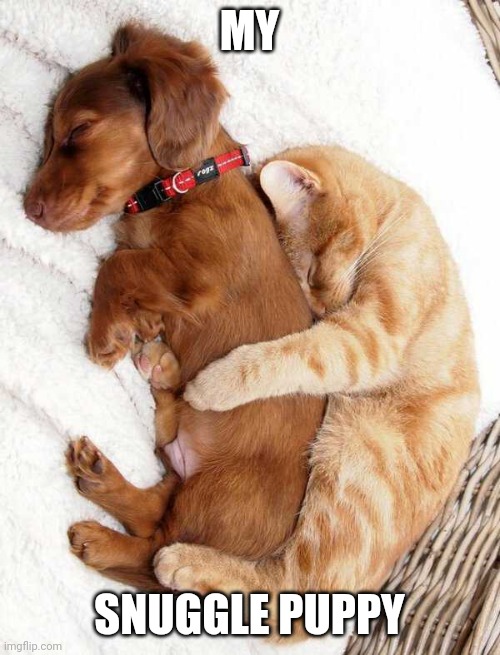 SNUGGLE BUDDIES | MY; SNUGGLE PUPPY | image tagged in cats,funny cats,dog | made w/ Imgflip meme maker