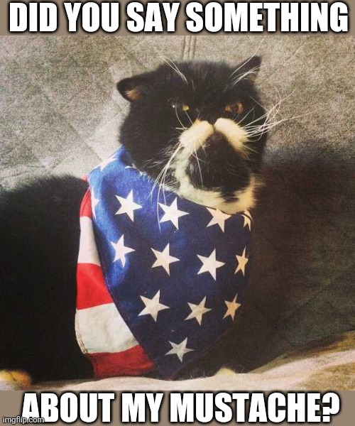 MERICA CAT GONNA KICK YOUR ASS | DID YOU SAY SOMETHING; ABOUT MY MUSTACHE? | image tagged in cats,funny cats,cute cats | made w/ Imgflip meme maker