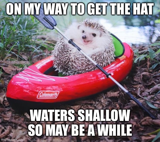 Hedgehog rowing | ON MY WAY TO GET THE HAT; WATERS SHALLOW SO MAY BE A WHILE | image tagged in funny animal | made w/ Imgflip meme maker
