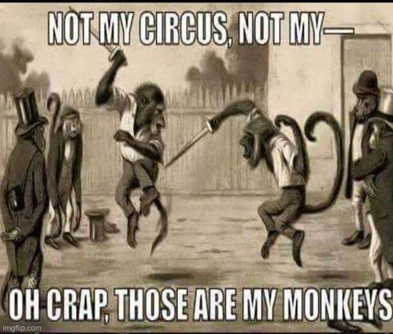 circus monkeys | image tagged in monkeys | made w/ Imgflip meme maker