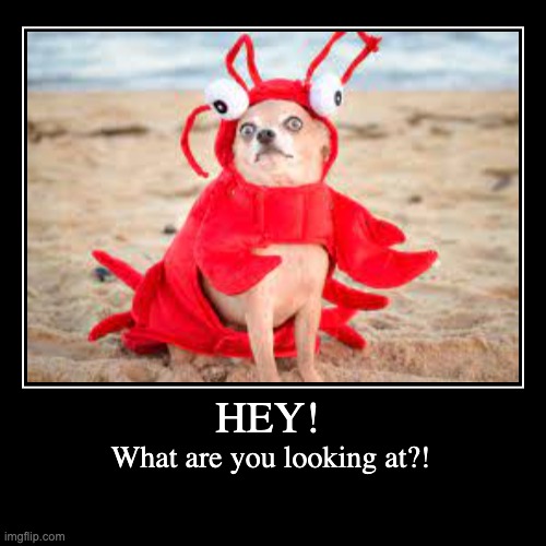 embarassing photo don't look at him | image tagged in funny,demotivationals,dog,lobster | made w/ Imgflip demotivational maker