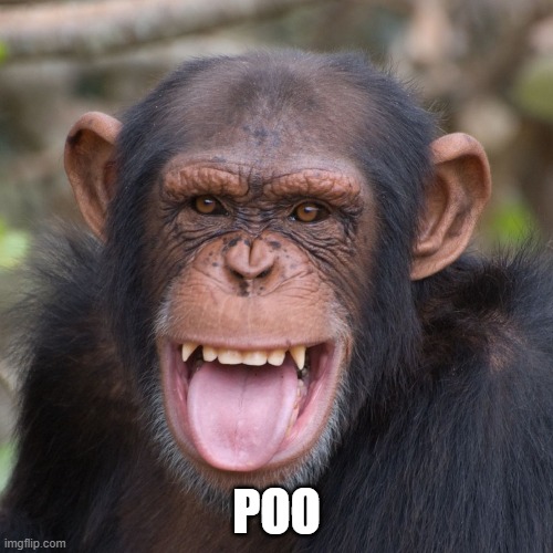 POO | image tagged in monkey,poo,poop | made w/ Imgflip meme maker