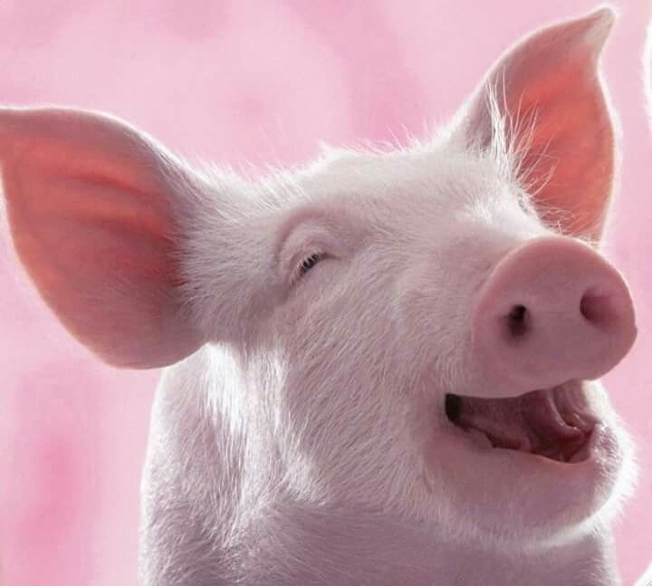 cute smiling pig