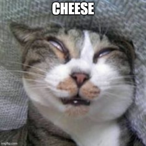 idk | CHEESE | image tagged in dead cat,cheese | made w/ Imgflip meme maker