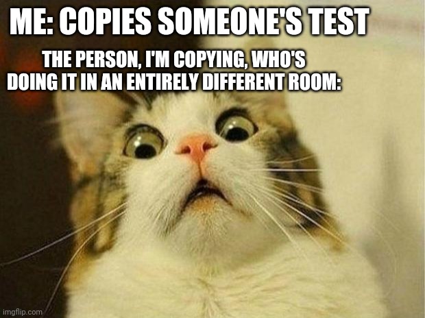 What |  ME: COPIES SOMEONE'S TEST; THE PERSON, I'M COPYING, WHO'S DOING IT IN AN ENTIRELY DIFFERENT ROOM: | image tagged in memes,scared cat,test,cheating | made w/ Imgflip meme maker