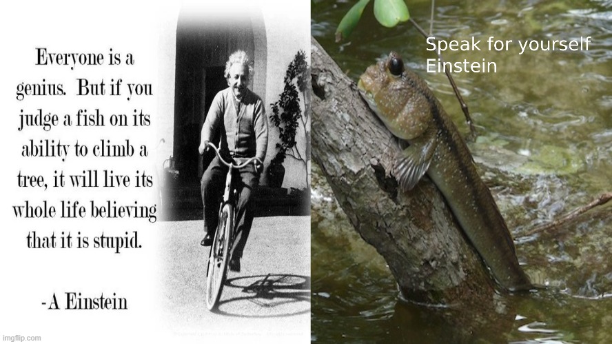 Oh.. | image tagged in oh really,wow,albert einstein,fish | made w/ Imgflip meme maker